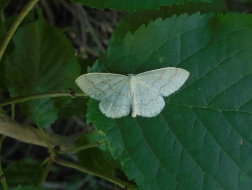 Réf. 283 113 : Scopula floslactata